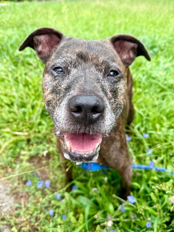 View Porkchop the Dog Photo #2