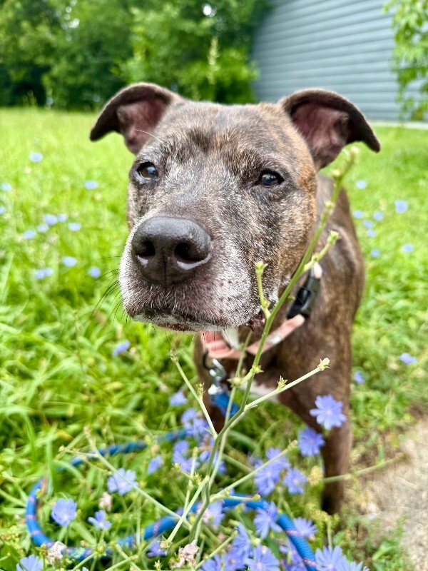 View Porkchop the Dog Photo #7