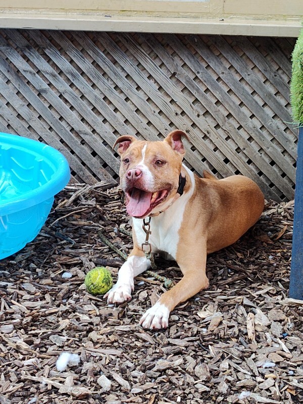 Learn More About Mcdonald McDonald - Dog