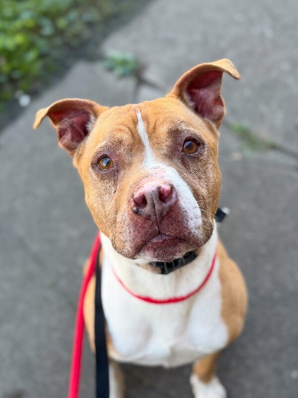 Learn More About Mcdonald McDonald - Dog