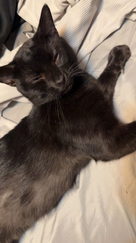 View Jinx the Cat Photo #2