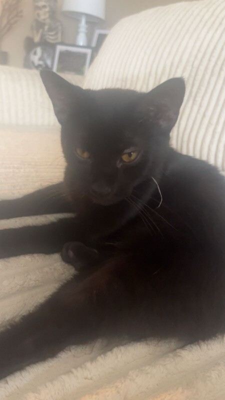View Jinx the Cat Photo #3