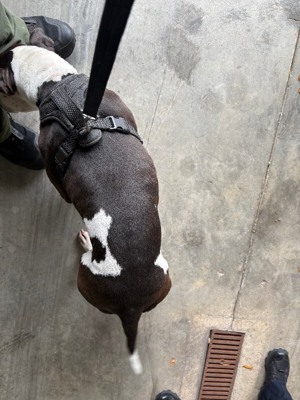 View Magic Man the Dog Photo #4