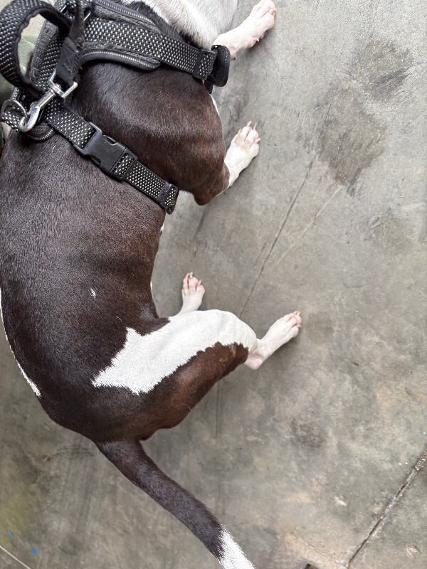 View Magic Man the Dog Photo #3