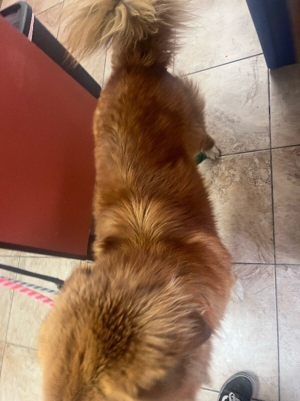View Very Big Fluffy Dog the Dog Photo #4