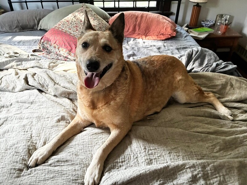 Josie Rosie