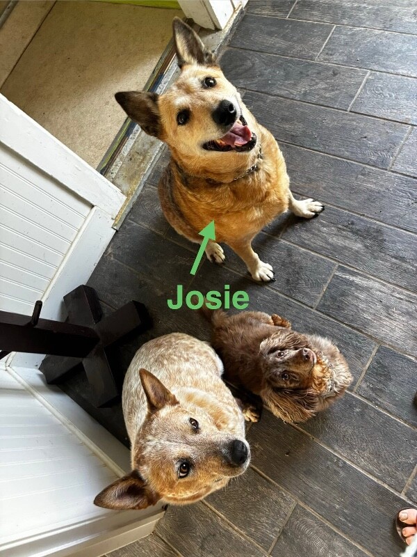 View Josie Rosie the Dog Photo #4