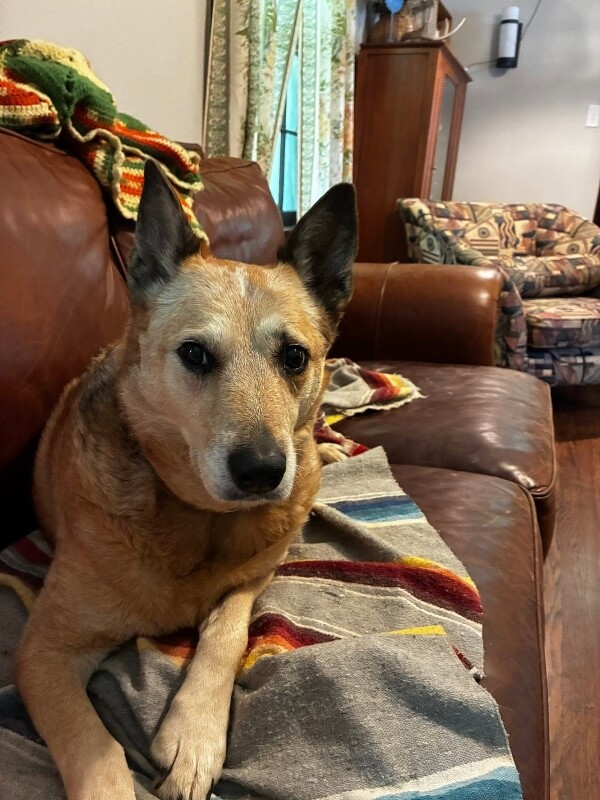 View Josie Rosie the Dog Photo #2