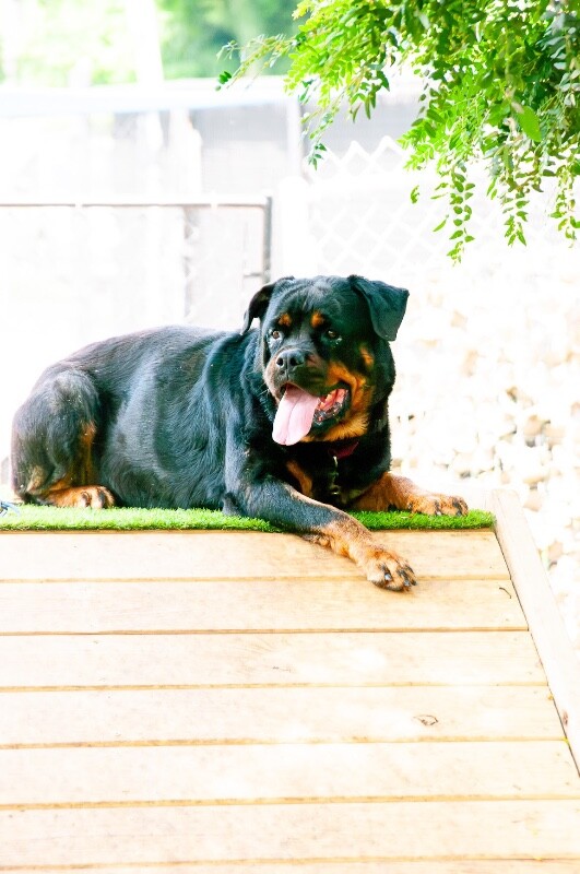 View Mary Puppins the Dog Photo #6