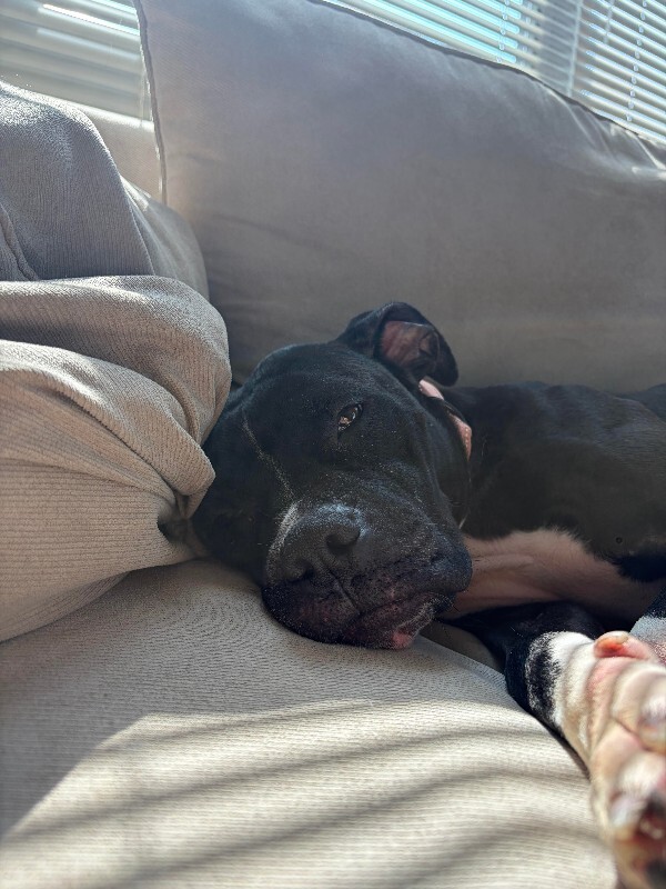 View Tuna Helper the Dog Photo #4