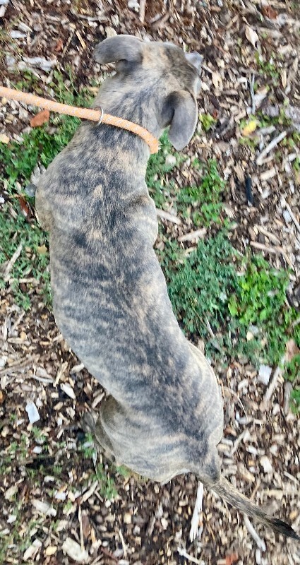 View Curry the Dog Photo #3