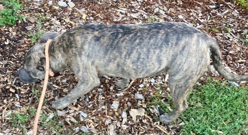 View Curry the Dog Photo #4