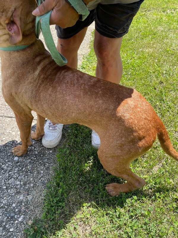 View Red the Dog Photo #4