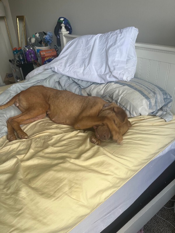 View Red the Dog Photo #4