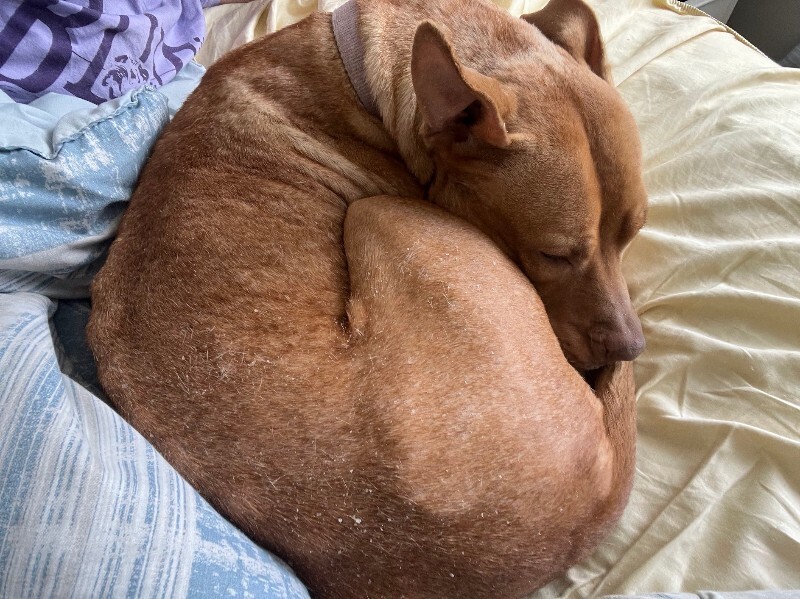 View Red the Dog Photo #7