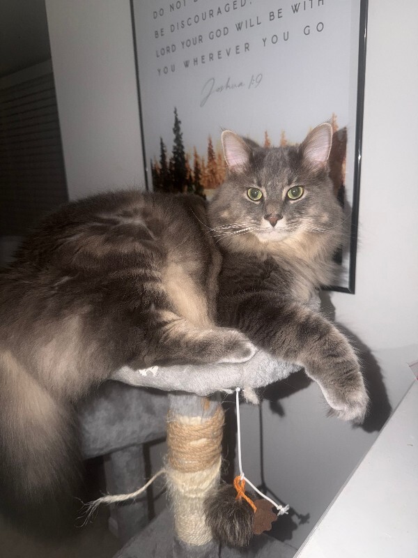 Felix