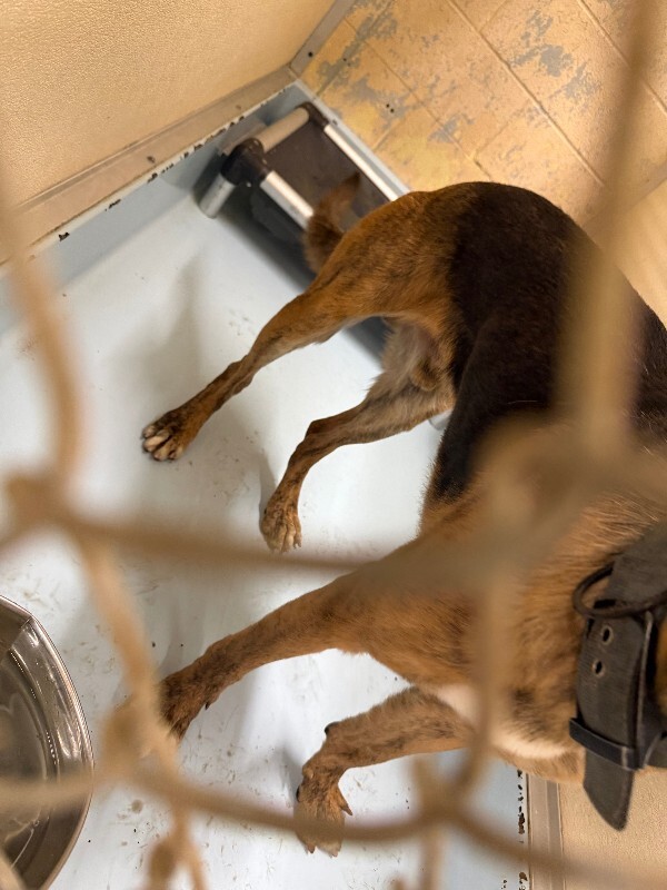 View Missle the Dog Photo #4