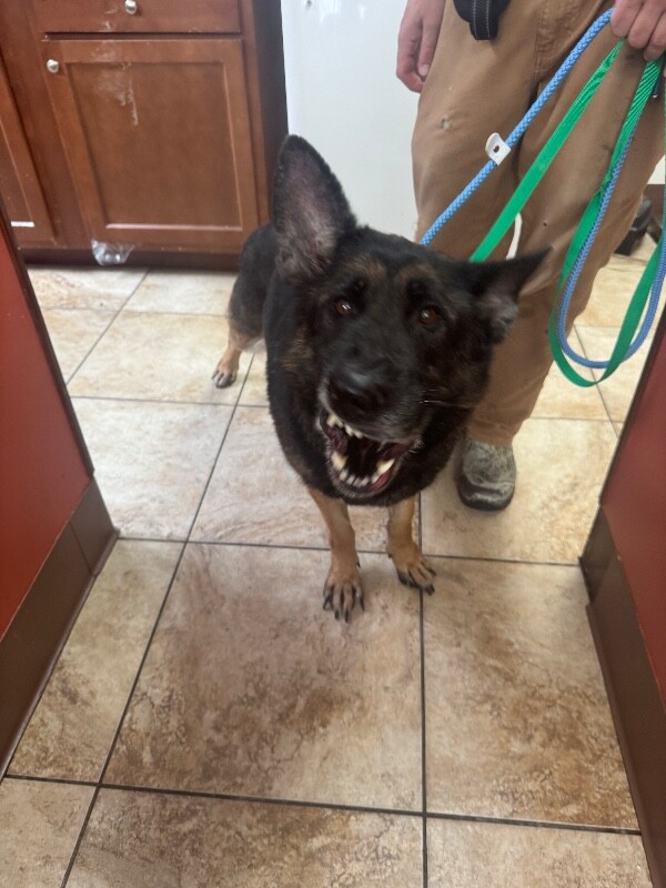 View Mimi the Dog Photo #2