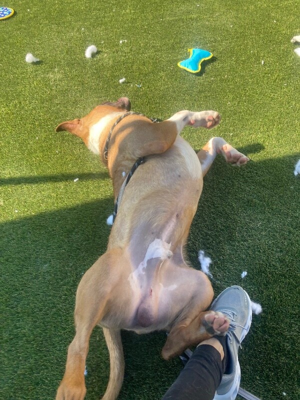 View Star Spangled the Dog Photo #7
