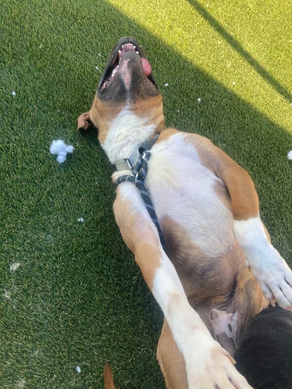 View Star Spangled the Dog Photo #9