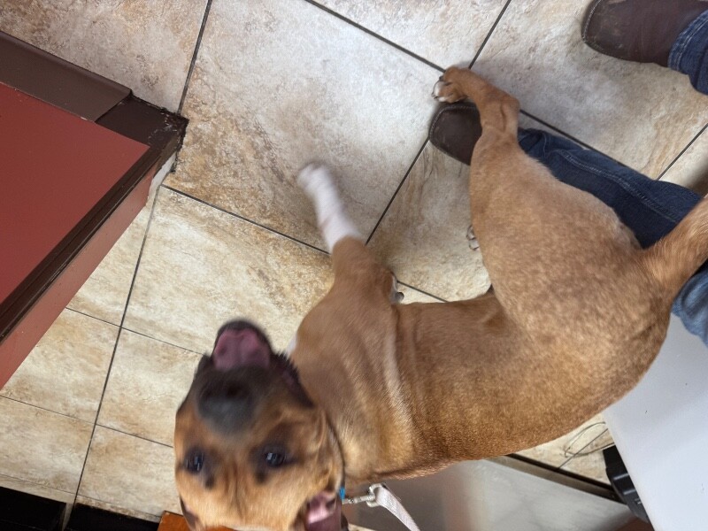 View Star Spangled the Dog Photo #3