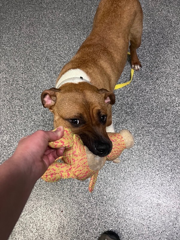 Help Rehome This Dog Star Spangled