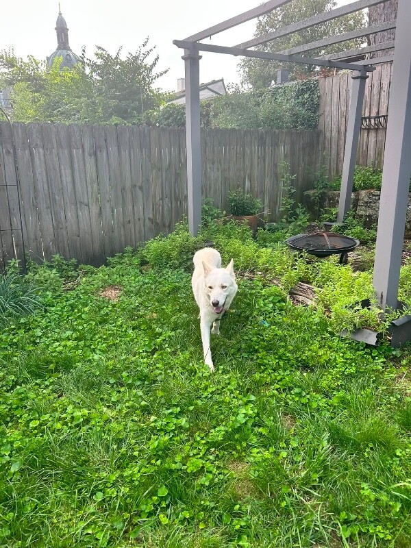 View Rancher the Dog Photo #11