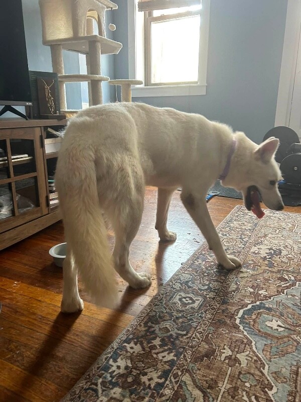 View Rancher the Dog Photo #8