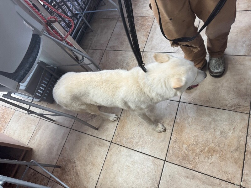 View Rancher the Dog Photo #2