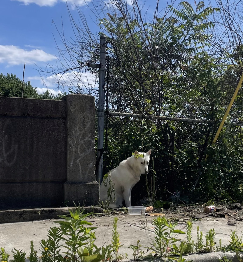 View Rancher the Dog Photo #5