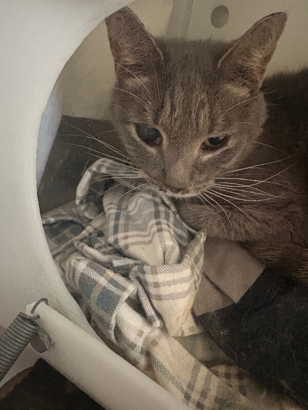 View Jewel the Cat Photo #2