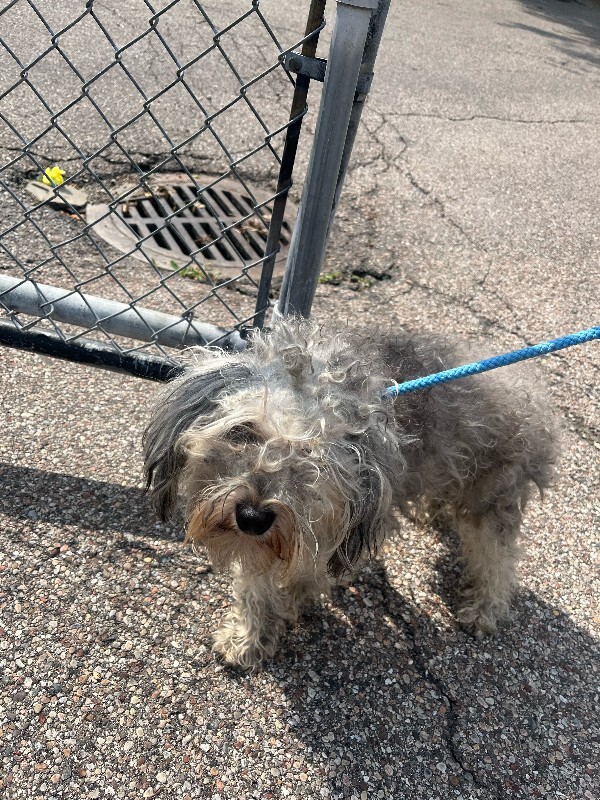 Jay-Z - 2-Year-Old Rescue Dog for Adoption