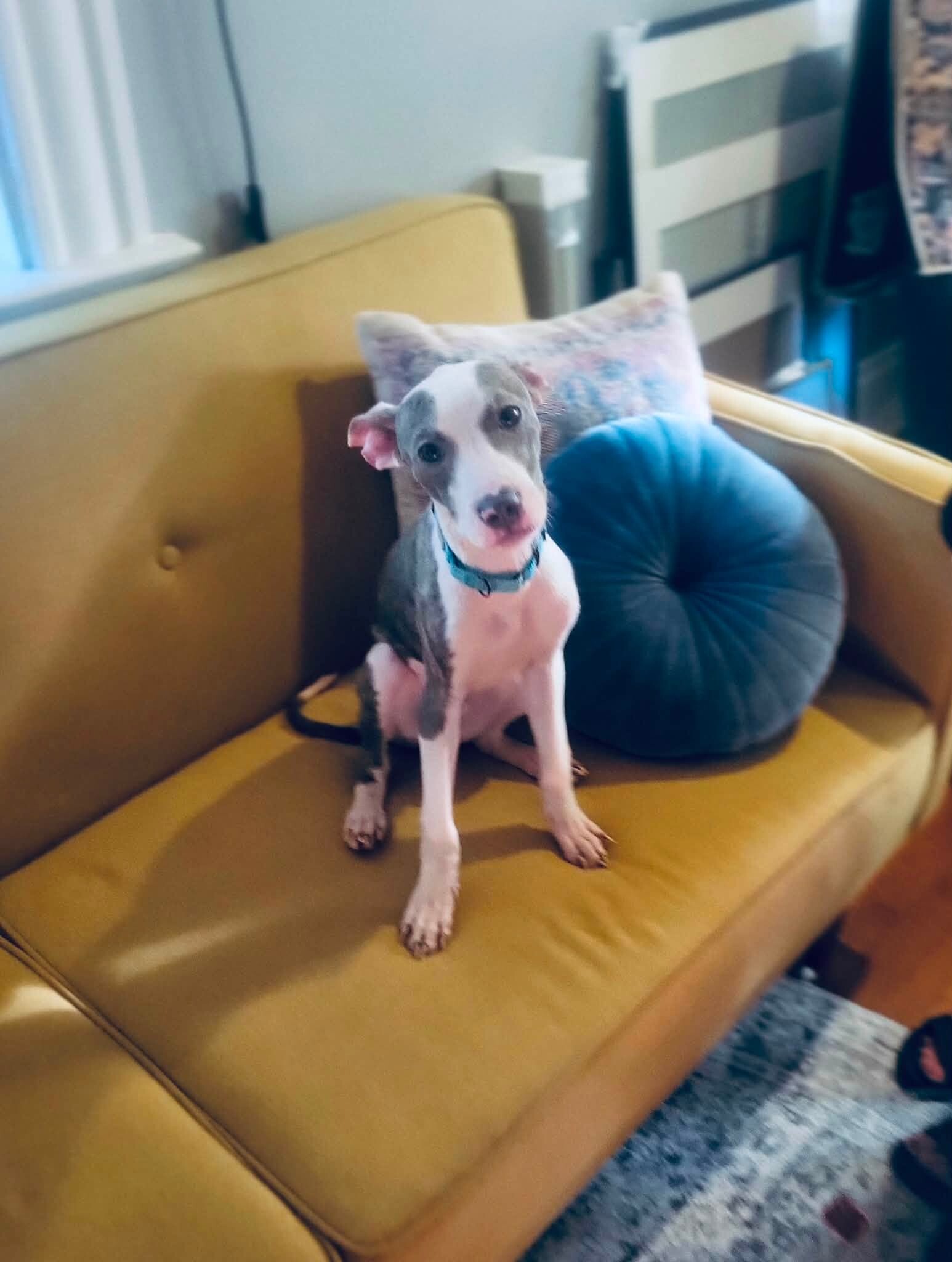 View Linguine the Dog Photo #4