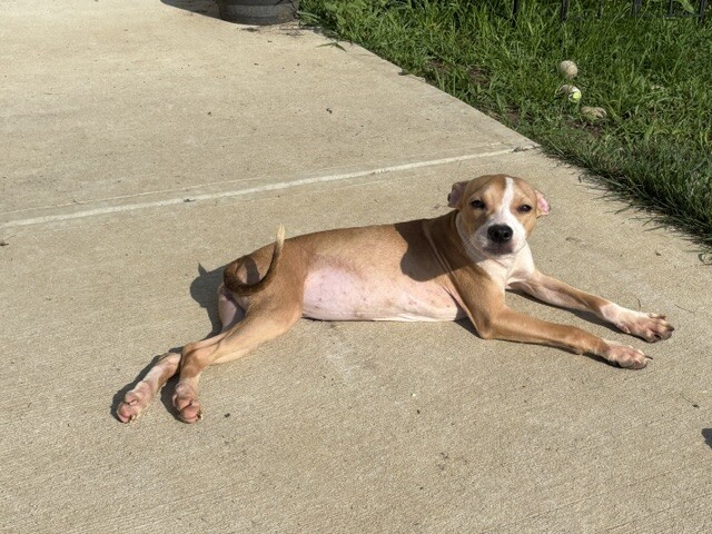 View Paccheri the Dog Photo #3