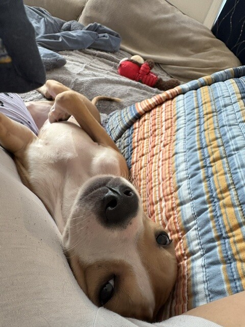 View Paccheri the Dog Photo #2