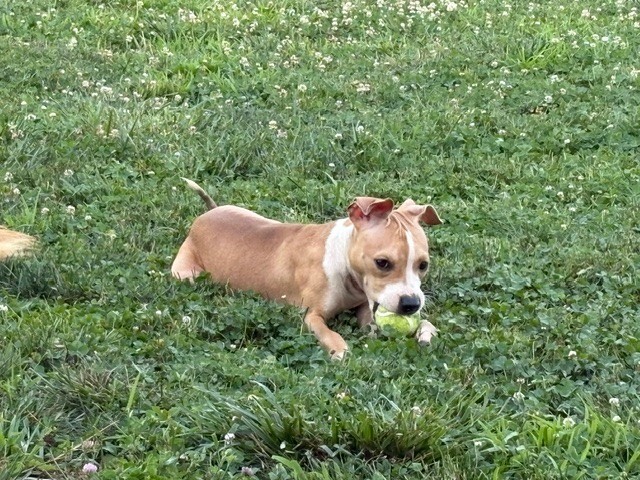 View Paccheri the Dog Photo #5