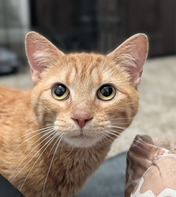 View Zodiac the Cat Photo #3