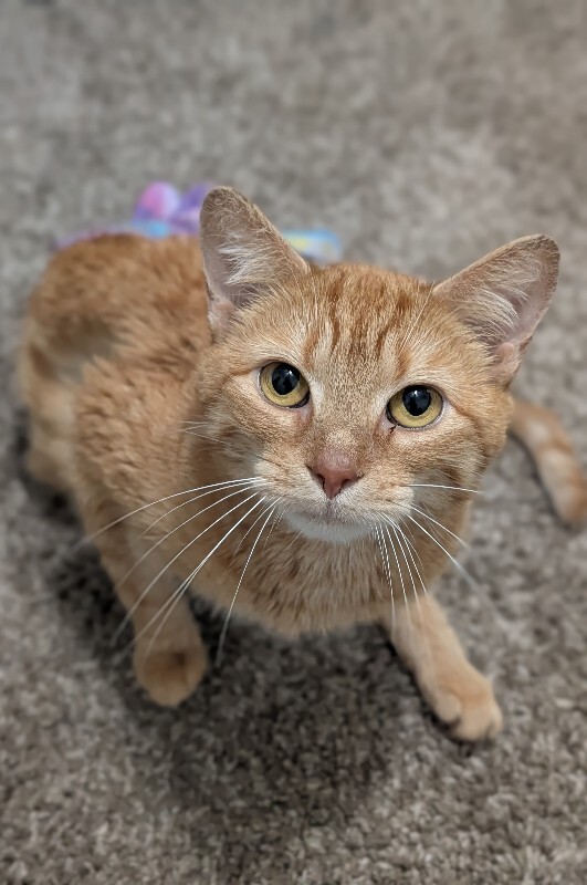 Learn More About Zodiac Zodiac - Cat