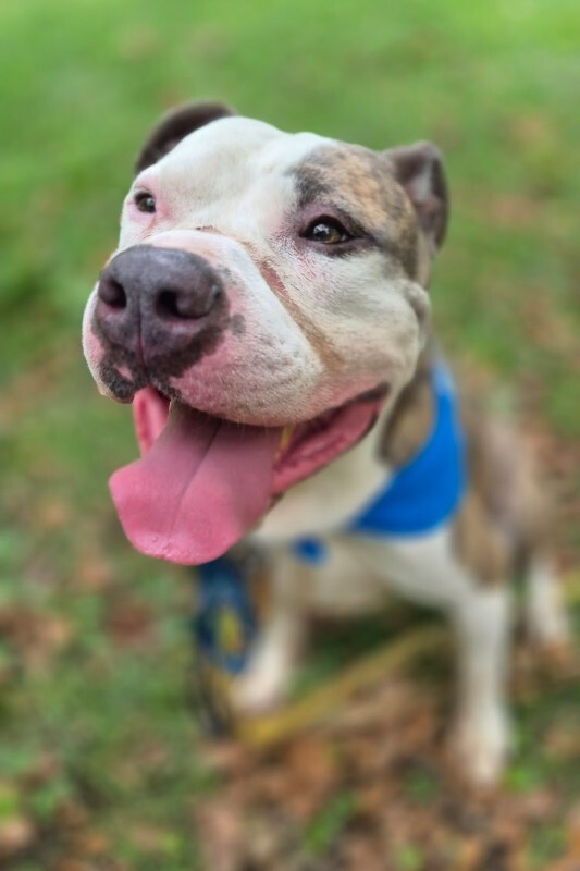View Marciano the Dog Photo #3