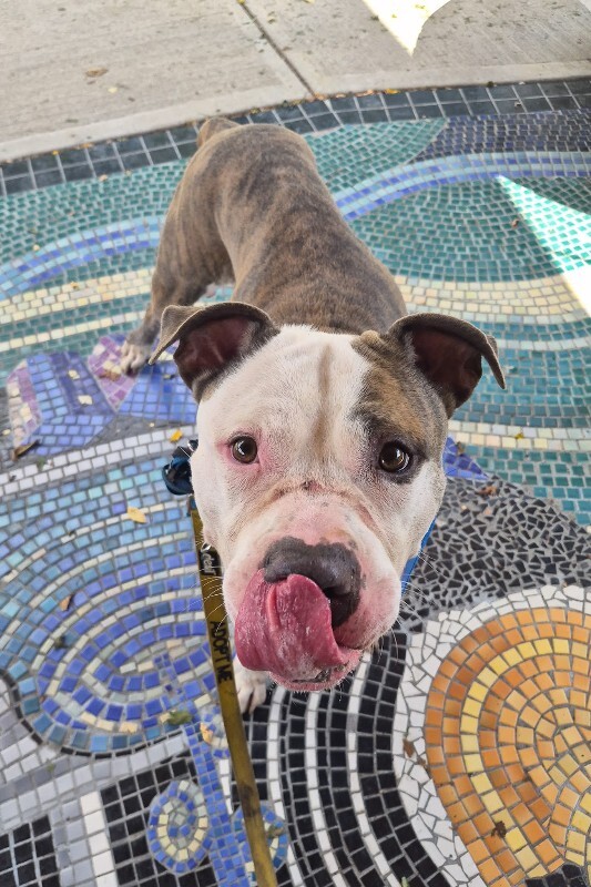 View Marciano the Dog Photo #9