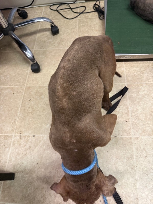 View Shrek the Dog Photo #5