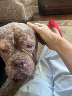 View Shrek the Dog Photo #6