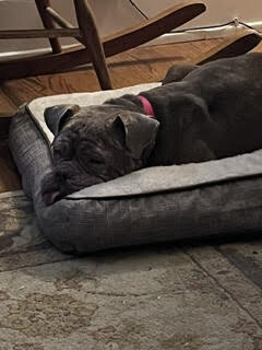 View Shrek the Dog Photo #7