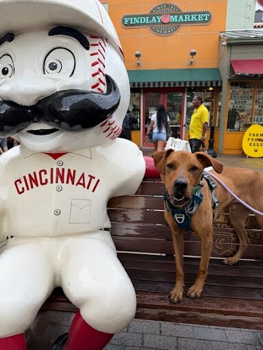 View Bentley the Dog Photo #3