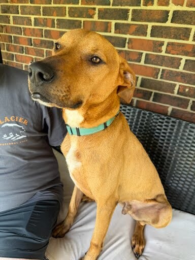View Bentley the Dog Photo #4