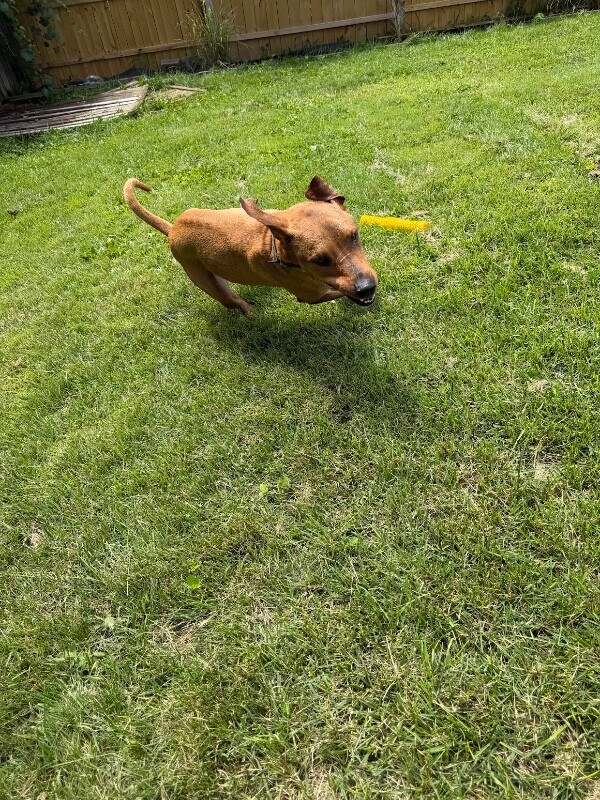 View Bentley the Dog Photo #11