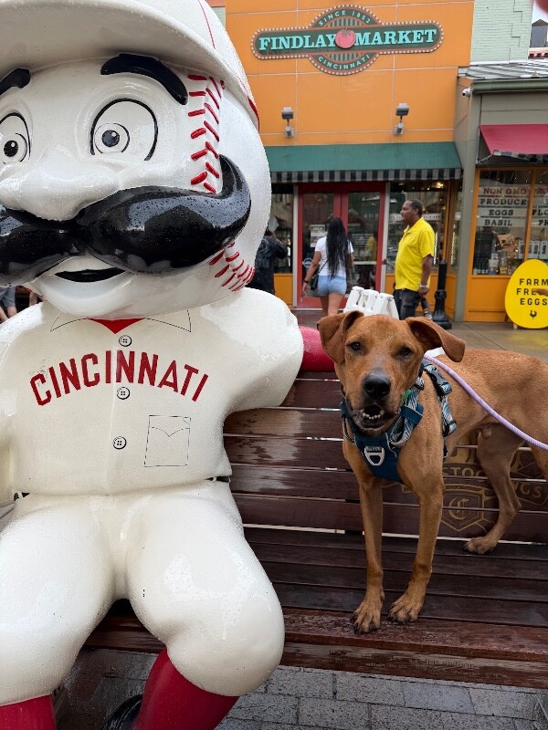 View Bentley the Dog Photo #9