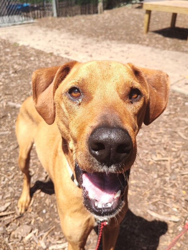 View Bentley the Dog Photo #12