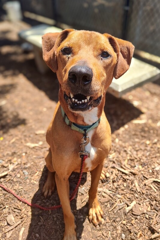 Bentley - Dog