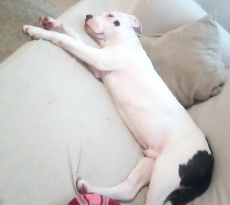 View Stank the Dog Photo #2